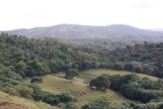 Forests filled with indigenous trees. Less than 2% of Mauritius is left with forest cover.