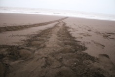 tracks of the female turtle's flippers as she came in to nest.