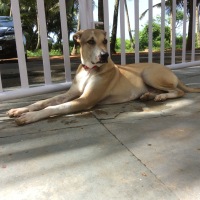 a goan holiday with the traveling dog inji